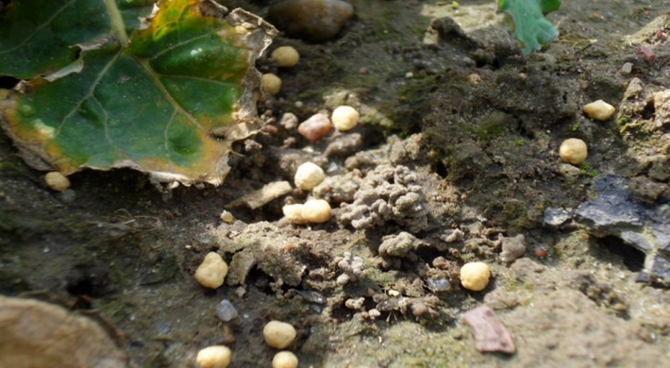 fot. K. Szulc Wczesne podanie azotu – okiem producenta nawozów