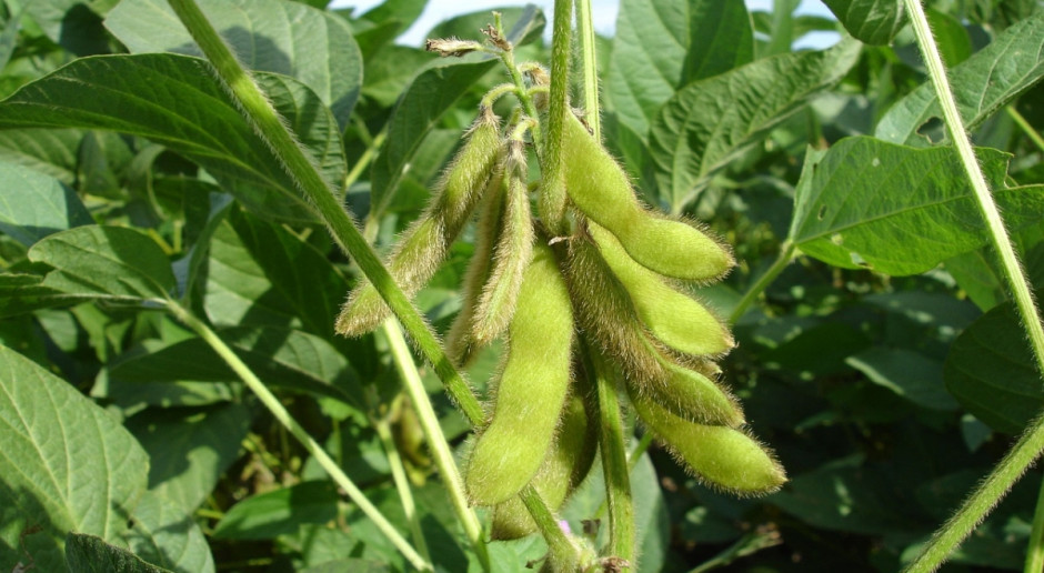 Fot. pixabay.com IGC: Mniejsza prognoza produkcji soi w sezonie 2017/2018