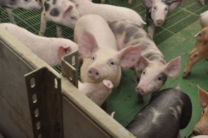 Pleuropneumonia - potrafi zdziesiątkować stado świń