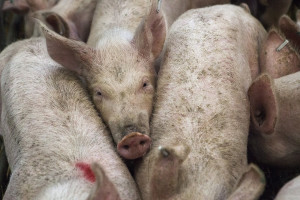Surowa kara dla obrońcy praw zwierząt za wypuszczenie świni