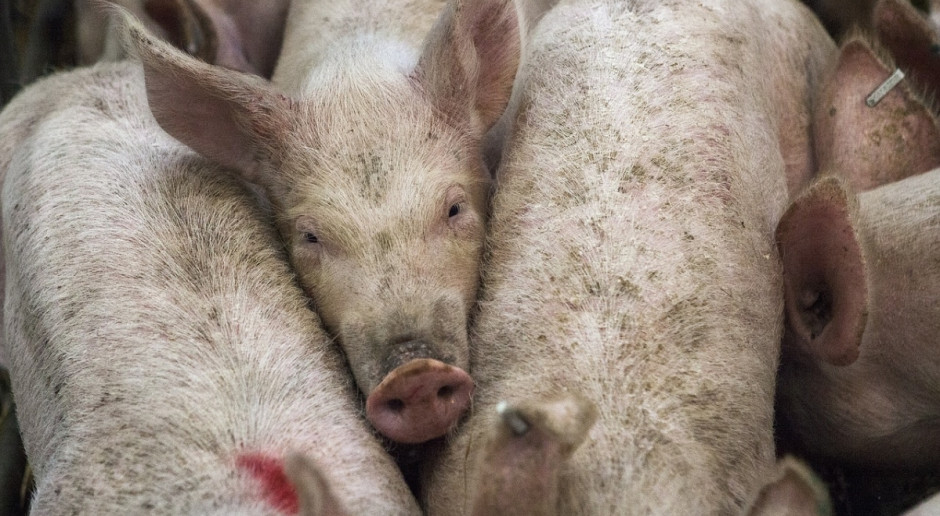 Popyt na świnie rzeźne osłabł wobec strajków weterynarzy, a także ze względu na większą lukę cenową między poszczególnymi krajami; Fot. pixabay.com UE: Ceny świń stabilne z małymi wyjątkami