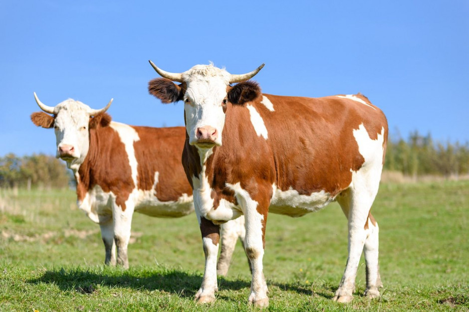 W zeszłym roku odnotowano duże wzrost eksportu wołowiny; Fot. Pixabay.com