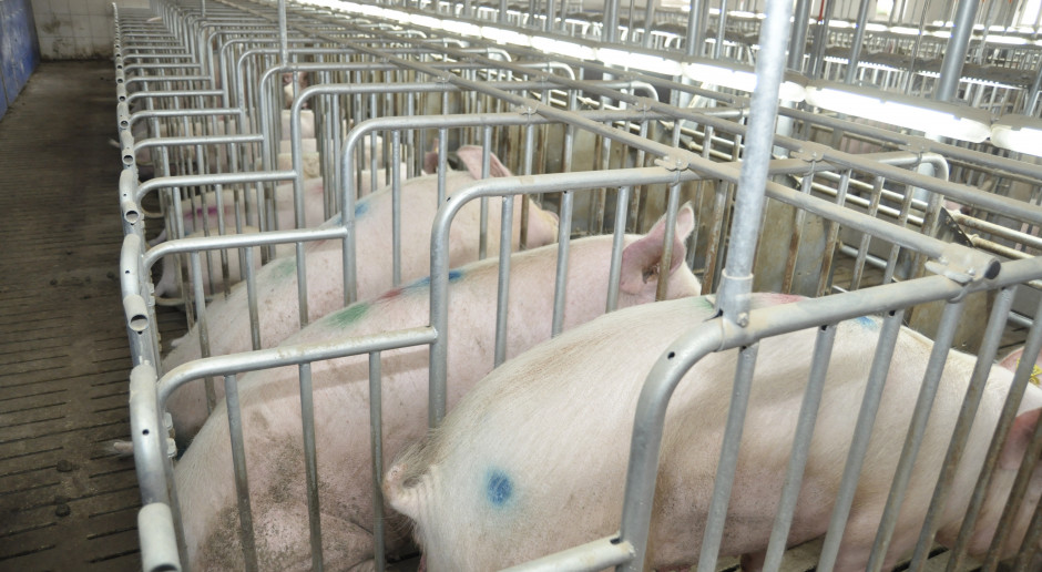 Pełne zamknięcie cyklu automatycznie podnosi poziom bioasekuracji gospodarstwa i stabilizuje status zdrowotny stada. fot. A. Królak Jak samemu wyprodukować loszki na remont stada?