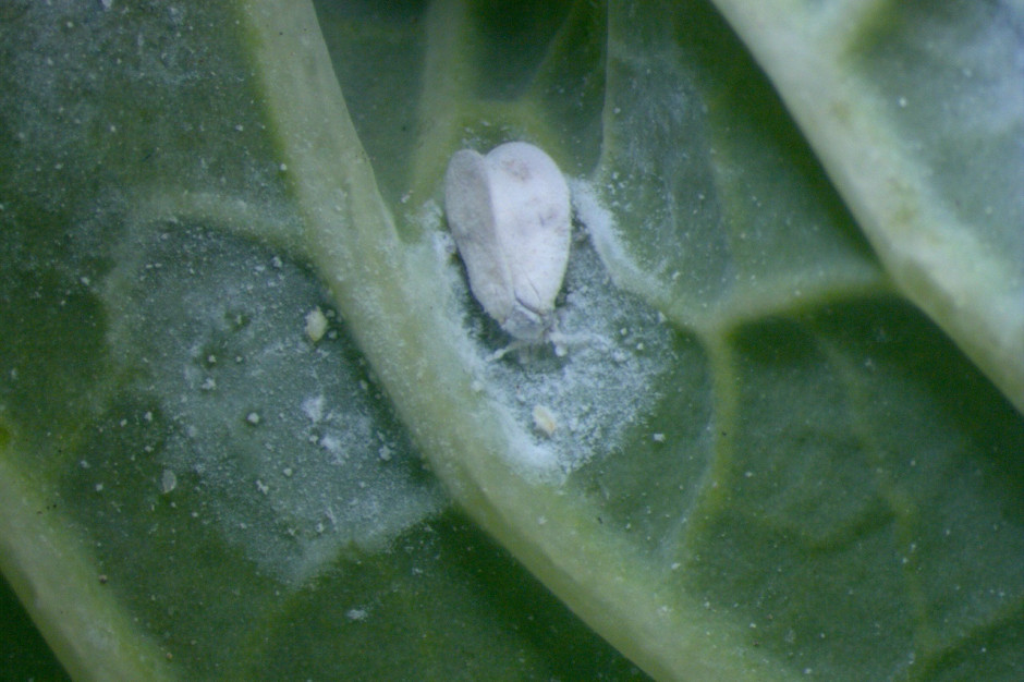 Biała muszka  - mączlik warzywny; Fot. IOR