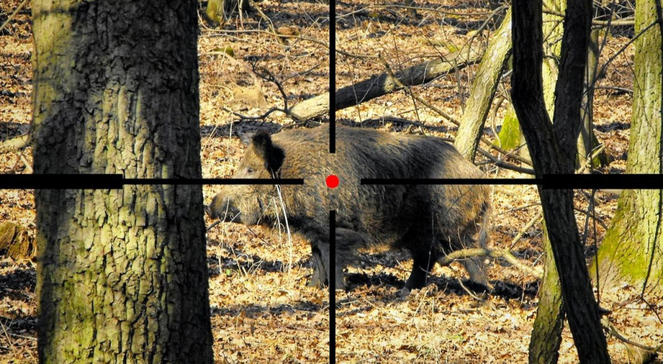 Wraz z odstrzałem znacznej liczby dzików konieczne jest ich bezpieczne magazynowanie w chłodniach do czasu uzyskania wyników badań właściwych Inspektoratów Weterynarii; Fot. Shutterstock PZŁ dostanie prawie 5 mln zł na kupno chłodni na upolowane dziki