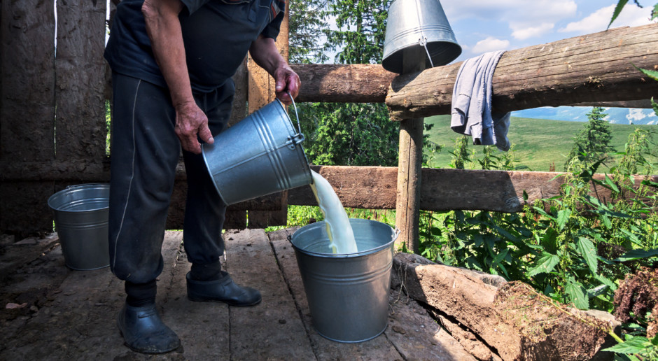 Maliszewska: Nie dziwią mnie głosy producentów mleka, że zastanawiają się nad likwidacją stad