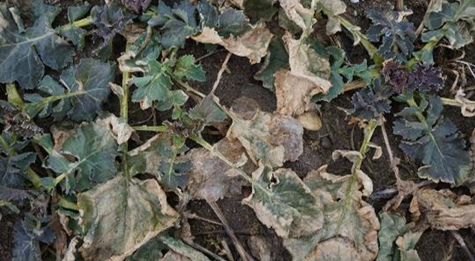 Plantacja rzepaku ozimego odmiany Alibaba – silnie przemrożone rozety liści oraz silnie odwodnione pąki wierzchołkowe – rejon Ełku, 23 marca, fot. Syngenta Ewaporacja przyczyną pogorszenia stanu rzepaku w północno-wschodniej Polsce