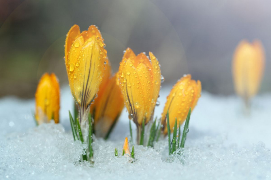 Pierwsze oznaki wiosny widać też w świecie roślin - w nasłonecznionych ogródkach są już przebiśniegi, krokusy, wykiełkowały pierwsze tulipany, fot. Shutterstock
