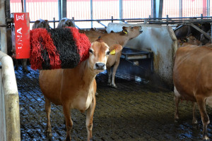 Dobrostan bydła mlecznego – co trzeba jeszcze poprawić?