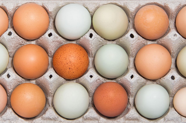 Zielononóżka kuropatwiana: Wysokie walory zdrowotne jaj