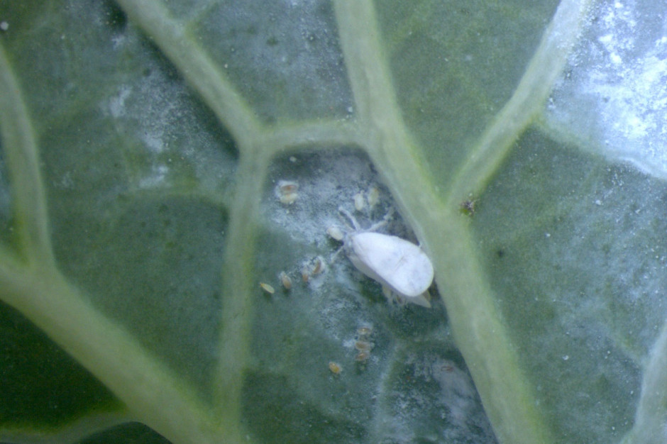 Rozwój pierwszego pokolenia mączlika warzywnego rozpoczyna się, gdy średnia dobowa temperatura wynosi 10°C; Fot. IOR
