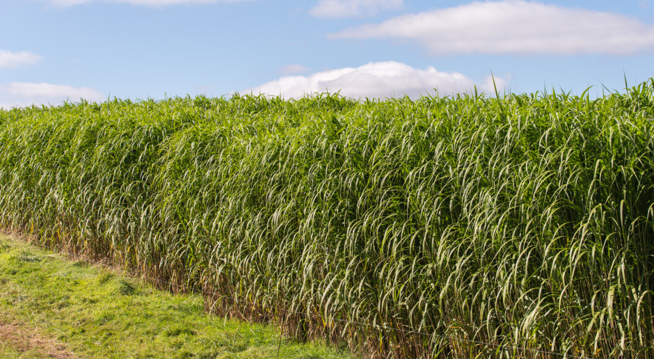 Miskant olbrzymi (Miscanthus x giganteus) Poprzemysłowe nieużytki i grunty słabej jakości pod uprawy roślin energetycznych