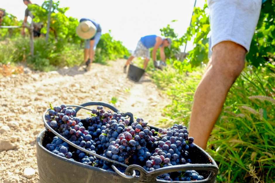 Udział w winobraniu w Toskanii czy w innych włoskich regionach to jedno z zajęć, o jakim marzą turyści, fot. Shutterstock