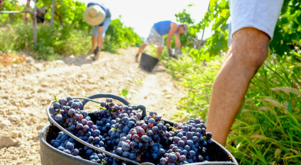 Globalne ocieplenie zmieniło wino i termin winobrania we Włoszech
