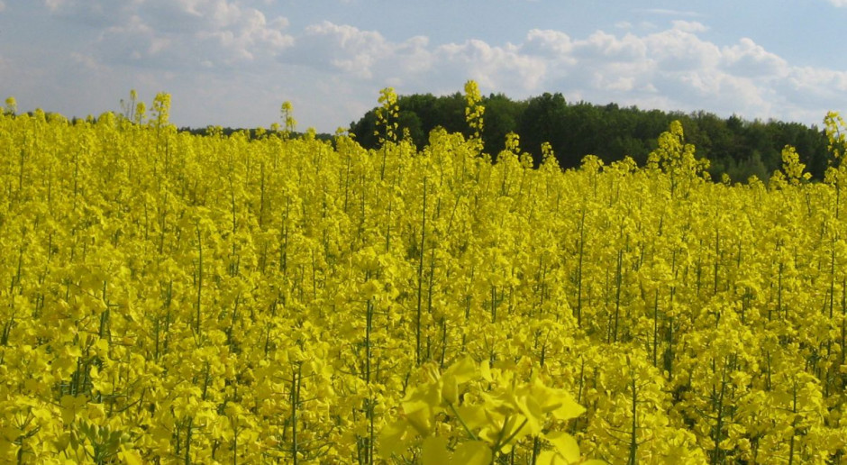 fot. M. Tyszka Powstała Polska Koalicja Biopaliw i Pasz Białkowych