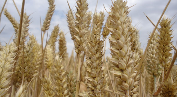 Rosja: Ministerstwo ostrzega przed nadmierną uprawą pszenicy