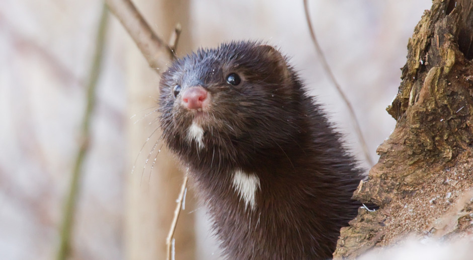 Norka amerykańska; Fot. Shutterstock Mniej jenotów, norek amerykańskich i szopów na Podkarpaciu