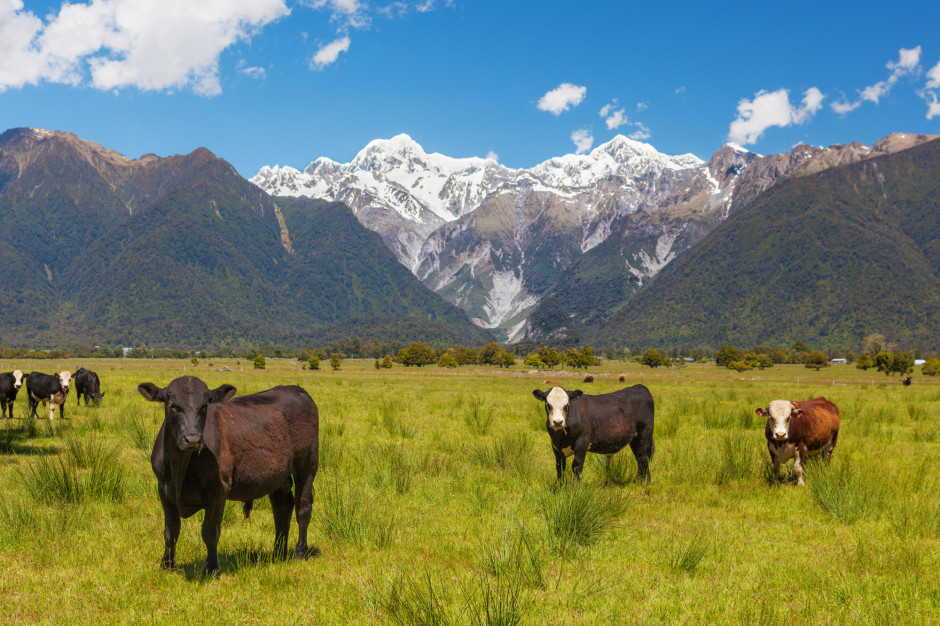 Nowa Zelandia: spółka rolno-finansowa postanowiła zainwestować miliard dolarów w sfinansowanie usługi leasingu krów, fot. Shutterstock