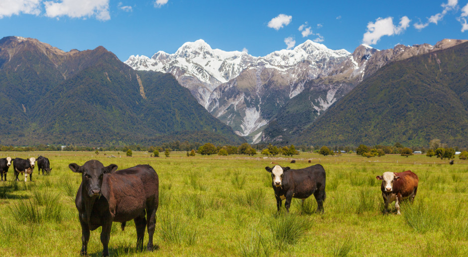Nowa Zelandia: rekord produkcji mleka przy mniejszym pogłowiu krów