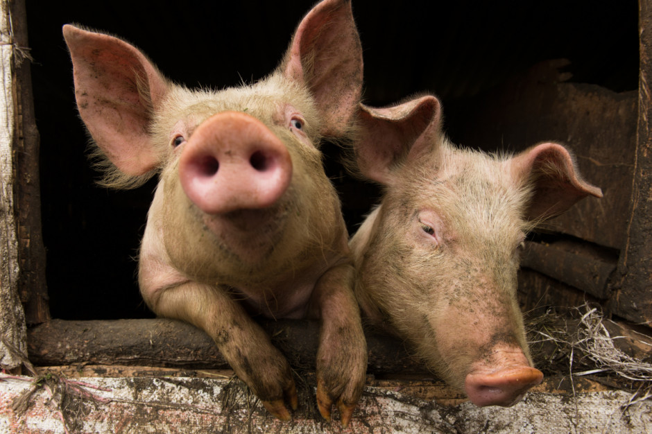 Zmiany w przepisach sprawiają, że niemożliwy jest transport świń z kilku gospodarstw jednocześnie. Fot.Shutterstock