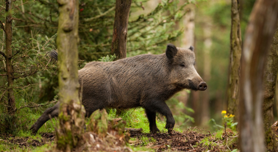 fot. Shutterstock Kosiniak-Kamysz: Pieniądze na mur przeciw ASF przekazać na pomoc dla rolników