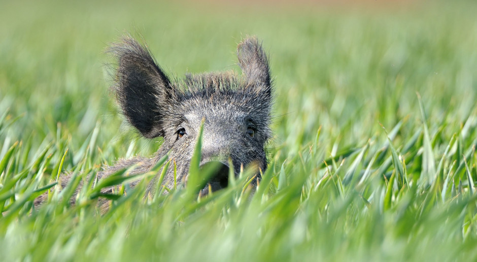Fot. Shutterstock Drugi przypadek ASF na Węgrzech