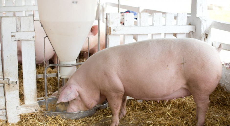 W bieżących pracach nad genotypem coraz więcej uwagi poświęca się również tzw. krzepkości loch. fot. Shutterstock Nad czym pracują firmy hodowlane?