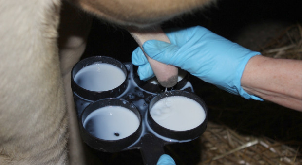 Jak pobierać próbki do badania mleka?