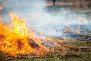 Jaka kara grozi rolnikowi za wypalanie traw?