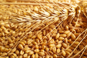 Ukraina: Mniejszy eksport zbóż