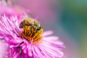 W Dzień Pszczół pamiętajmy o roli, jaką w ekosystemie odgrywają zapylacze