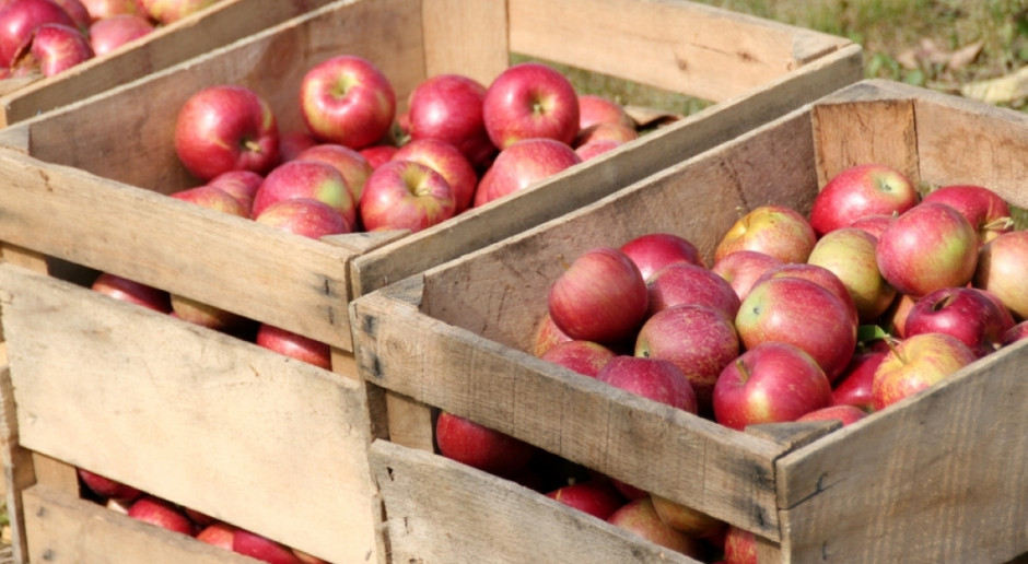 Ardanowski: W przyszłym tygodniu ruszy skup pół mln ton jabłek