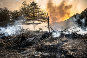 W czerwcu odnotowano ponad 1,5 tys. pożarów lasów