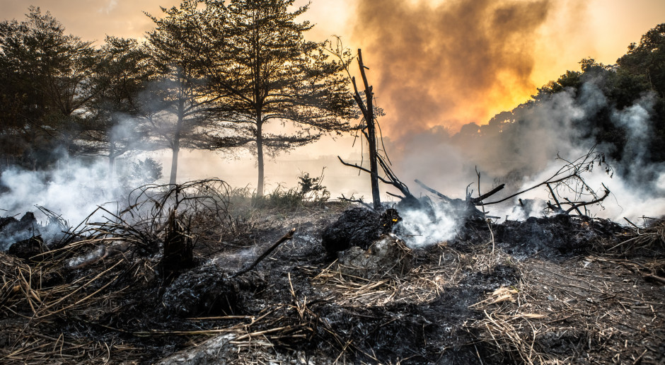 W tym sezonie na Podkarpaciu odnotowano już 670 tego typu pożarów; Fot. Shutterstock Koło Tarnobrzega płonęło 60 hektarów nieużytków