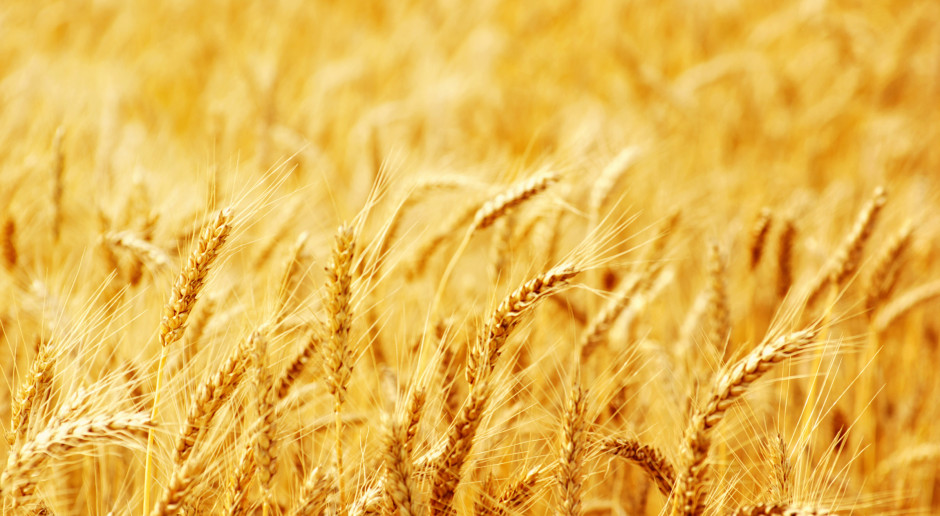 Fot. Shutterstock USDA: Wzrost prognozy światowej produkcji pszenicy i spadek zbóż paszowych