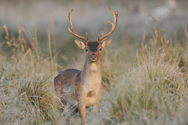 fot. shutterstock Lasy Państwowe apelują, by nie płoszyć zwierząt podczas zbierania ich poroża