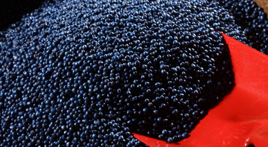 Prognoza światowej produkcji nasion rzepaku wynosiła w marcu 73,9 mln ton, czyli o 0,9 mln ton więcej niż w lutym; Fot. Shutterstock USDA: Spadek prognozy światowej produkcji nasion oleistych