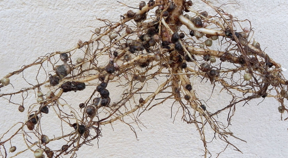 Jednym z najistotniejszych elementów agrotechnicznych koniecznych do spełnienia przed wysiewem soi jest szczepienie jej nasion bakteriami brodawkowymi i powiązane z tym zagadnienie nawożenia azotem Soja tylko z zaszczepionych nasion