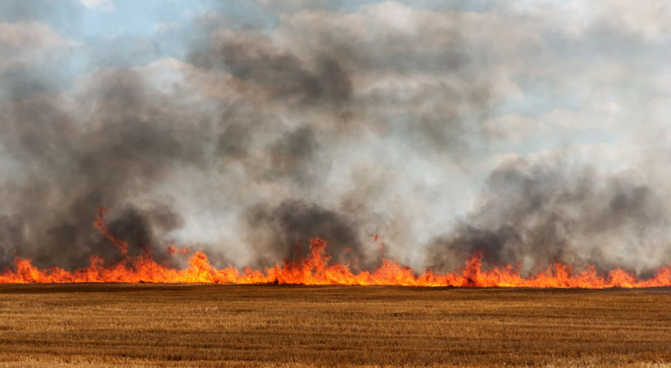 fot. Shutterstock ARiMR przypomina o karach za wypalanie traw