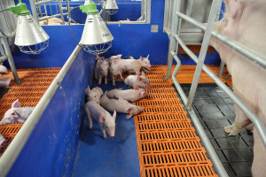 Możliwości ograniczania stosowania antybiotyków w produkcji świń