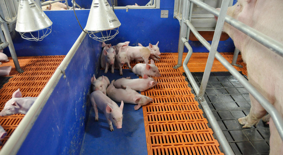 Naturalne antybiotyki są produkowane przez niektóre gatunki grzybów, głównie pleśni Penicillium, oraz przez niektóre bakterie Możliwości ograniczania stosowania antybiotyków w produkcji świń