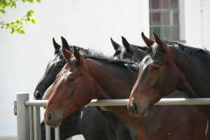 Ponad 1,6 mln zł zysku z ubiegłorocznych aukcji koni arabskich w Janowie