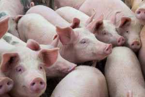 Chiny: potentaci w produkcji świń podnieśli straty