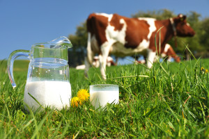 Niemcy: Stabilne ceny mleka ekologicznego