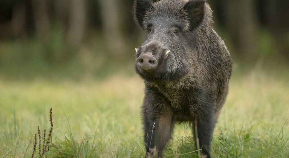 Fot. Shutterstock Ardanowski: Eliminacja dzików i współpraca z rolnikami pomoże w zwalczaniu ASF