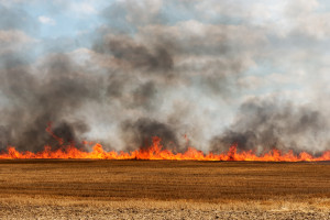 PSP: Prawie wszystkie pożary lasów i traw spowodowane podpaleniami lub nieostrożnością