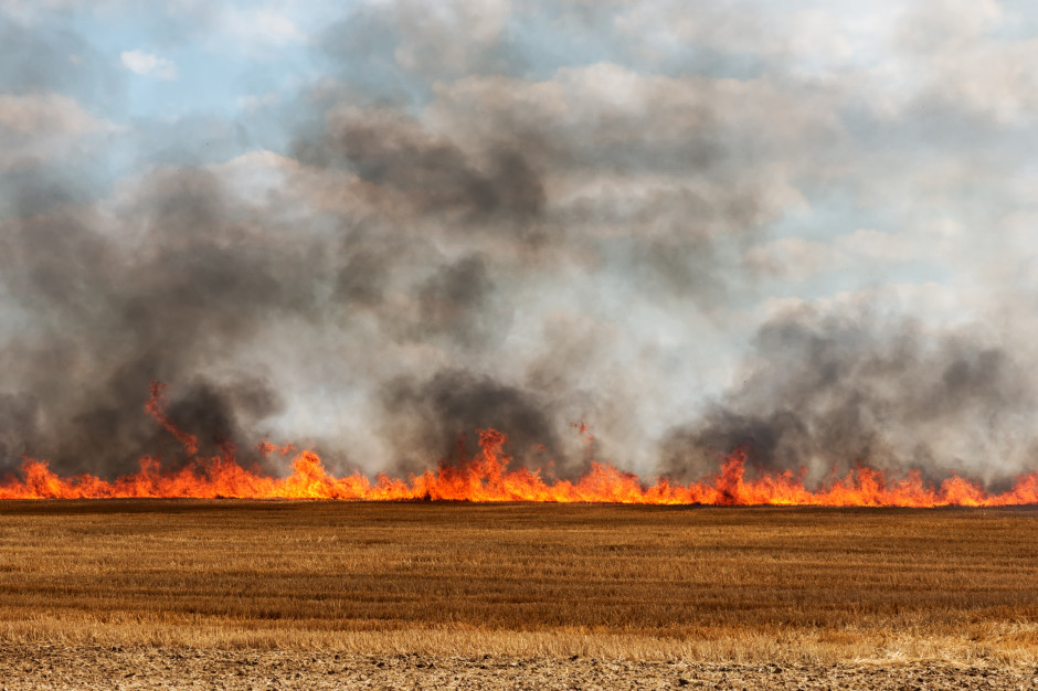 Wypalanie traw jest zabronione, wbrew obiegowej opinii wcale nie powoduje to bujniejszego odrastania traw i nie użyźnia gleby, fot. Shutterstock