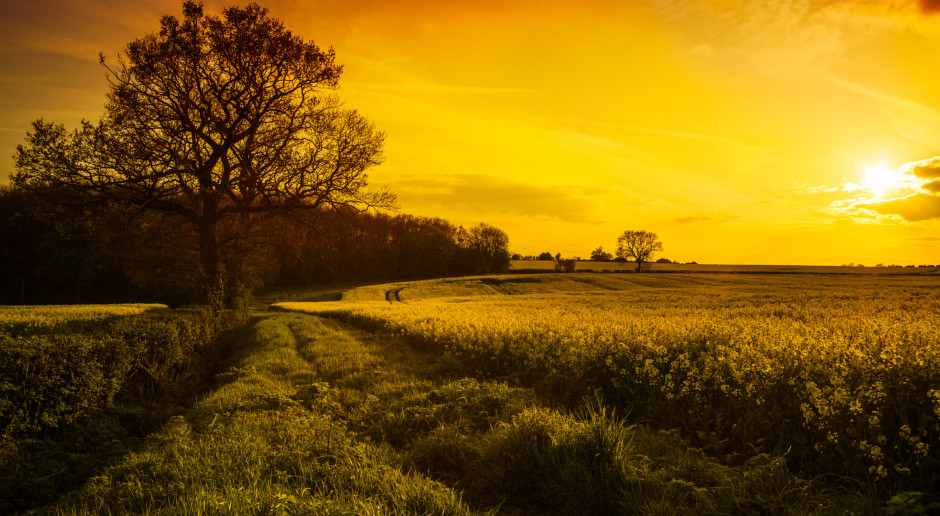 Fot. Shutterstock Ukraina: 500 tys. hektarów ziemi dla rolników