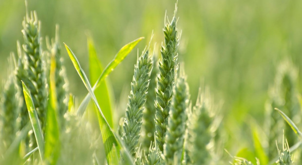 GUS: stan zasiewów zbóż ozimych - gorszy niż w ubiegłym roku
