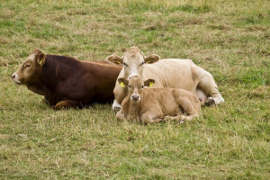 Co jest najważniejsze w rozrodzie bydła mięsnego?